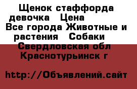 Щенок стаффорда девочка › Цена ­ 20 000 - Все города Животные и растения » Собаки   . Свердловская обл.,Краснотурьинск г.